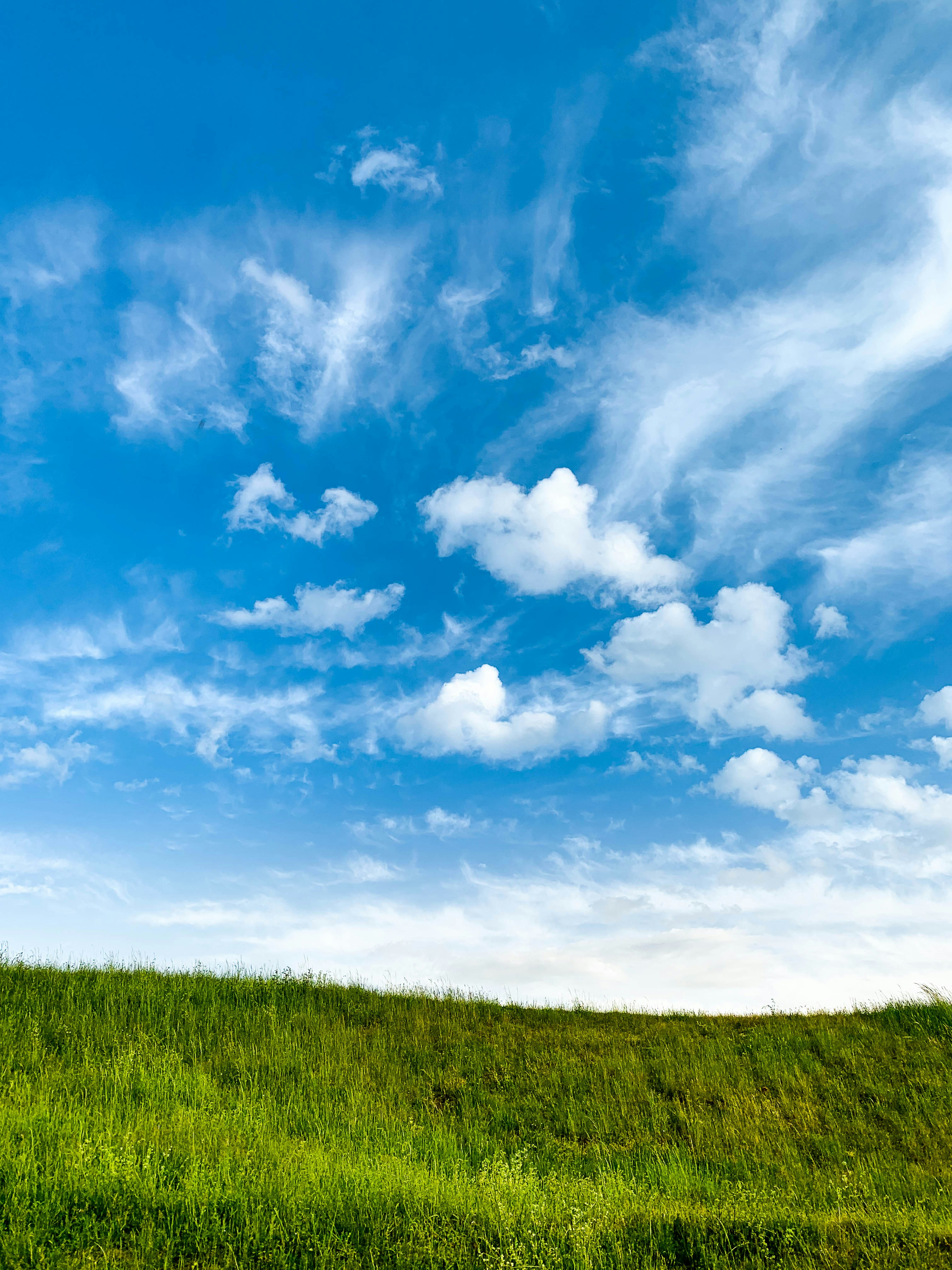 Scenic background of green grass and blue sky